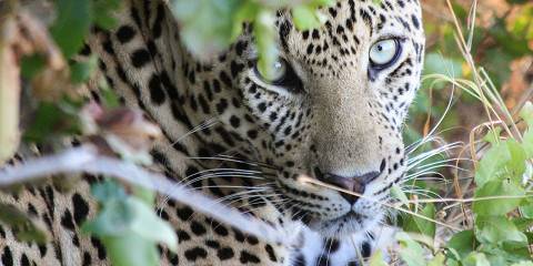 Tanzania Big 5 Affodable Safari Adventure