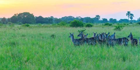 3-Day Zanzibar to Mikumi Safari Escape by Electric Train