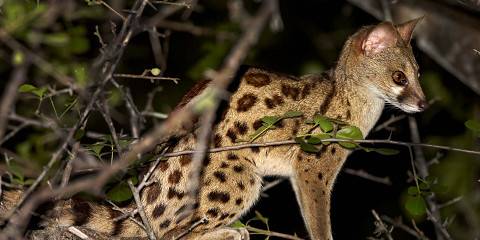 5-Day Serengeti Tarangire Manyara Ngorongoro Budget Tour