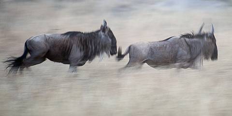 3-Day Best of Tanzania Safari - Mid Range