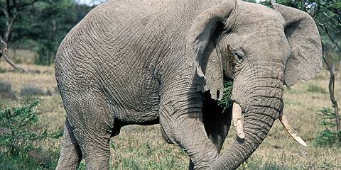5-Day Tarangire, Serengeti, Ngorongoro Crater & Manyara