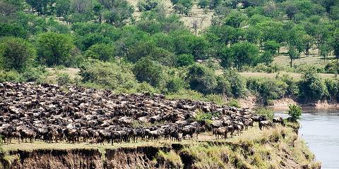 7-Day Mara River Crossing Migration Safari