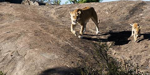 Tanzania Northern Parks Luxury Safari Tour