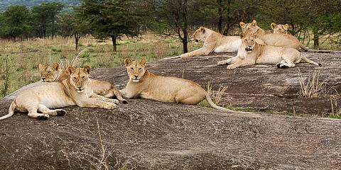 6-Day Amazing Exploration Tarangire, Manyara Serengeti