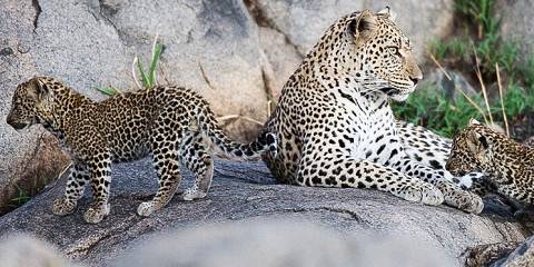 5-Day Exclusive Tanzania Wildlife Safari