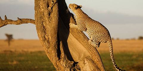 3-Day Fly in & out Ngorongoro and Materuni Coffee Tour