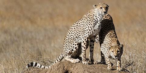 8-Day Mid-Range Honeymoon Safari (3 Nights Serengeti)