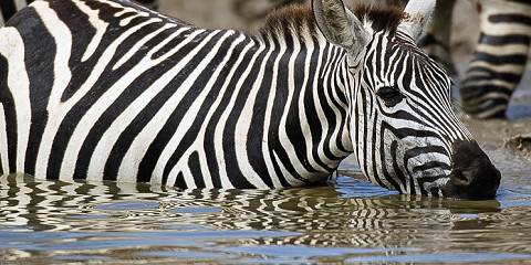 4-Day Ultimate Safari to Nyerere National Park (Selous)