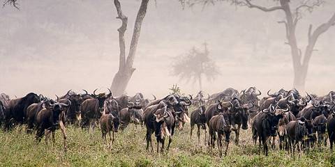 5-Day Wildebeest Migration Calving in Ndutu Dec to April