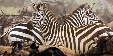7-Day Of Great Migration Crossing Mara River