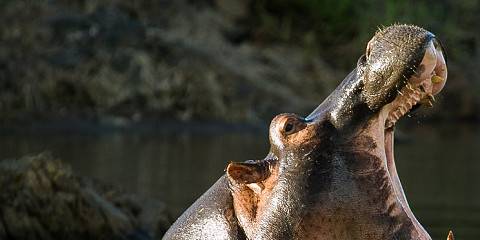 6-Day Tanzania Camping Highlights Wildlife Safari