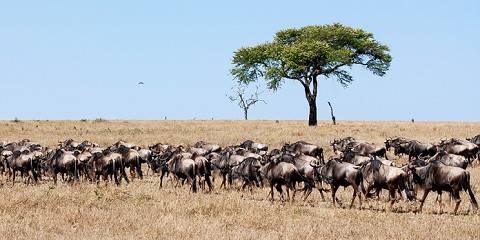 7-Day Western Serengeti Wildebeests Migration May-July