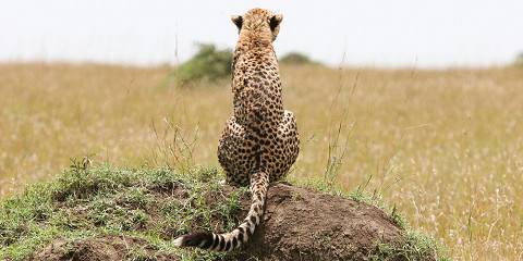 Tarangire, Serengeti & Ngorongoro Standard Private