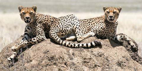 6-Day Great Migration Ndutu December -Apr
