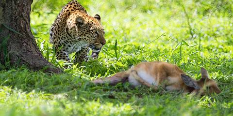 7-Day All-Inclusive Luxury Family Safari
