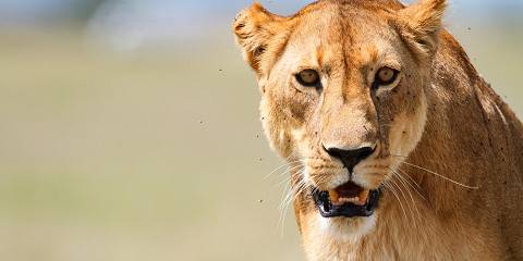6-Day Big Five Safari - Luxury