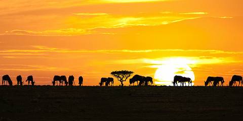4-Day Serengeti National Park & Ngorongoro Crater