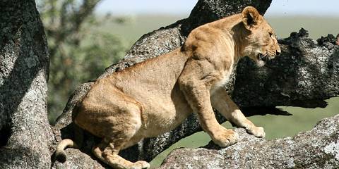 3-Day Wonderful Serengeti and Ngorongoro