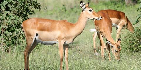 Mikumi National Park and Maasai Village by Jeep