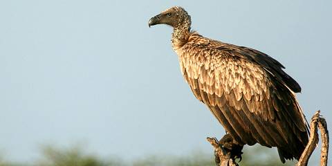 Lake Manyara, Serengeti and Ngorongoro Budget Tour