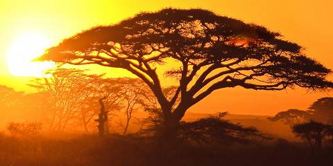 6-Day The Great Tanzania Safari Adventure