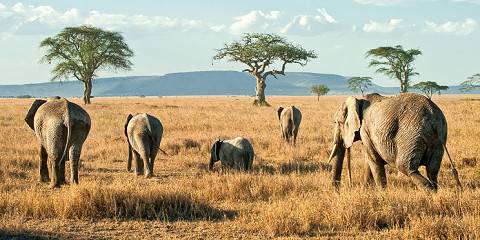 3-Day Best of Fly in-out Safari from Zanzibar to Mikumi