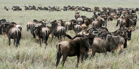 6-Day Wildebeest Calving Migration Safari in Serengeti