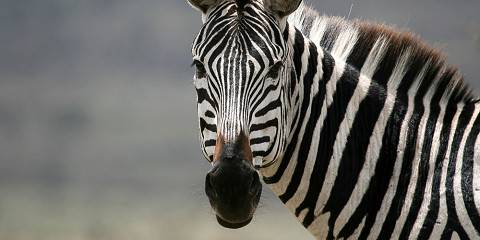 5-Day Serengeti, Tarangire & Ngorongoro Big Five Safari