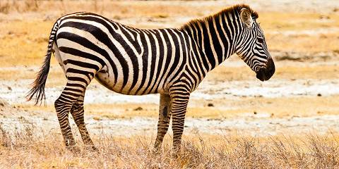 5-Day Nyerere & Mikumi National Park from Dar