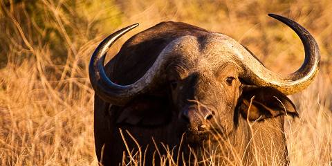 4-Day Tanzania Wildlife & Culture Safari