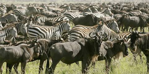 9-Day Migration Footsteps Safari - River Crossing
