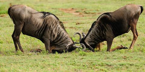 4-Day Wonderful Safari Tarangire, Serengeti & Ngorongoro
