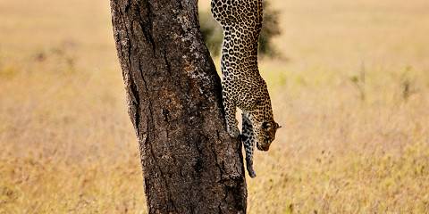 5-Day Golden Luxury Honeymoon Safari