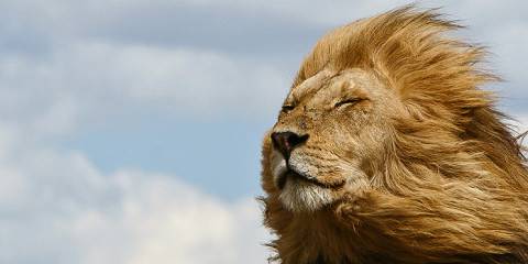 5-Day Safari and Mount Kilimanjaro Adventure