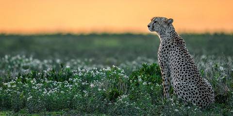 3-Day Affordable Group Safari Serengeti & Ngorongoro