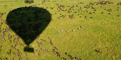 7-Day Tanzania Iconic Parks with Balloon Safari