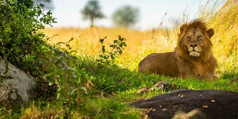 11-Day Beach & Bush Safari Getaway - Exclusive