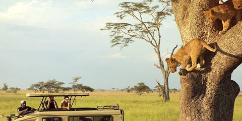 4-Day Luxury Tarangire, Serengeti, Ngorongoro & Manyara