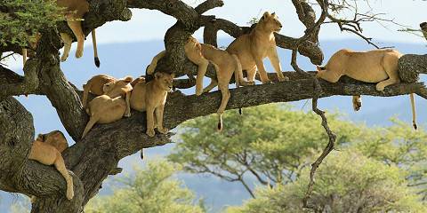 4-Day Fly in Magic Experience Safari