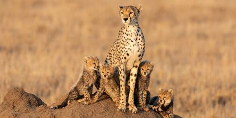 Great Migration Safari to Ndutu December -April
