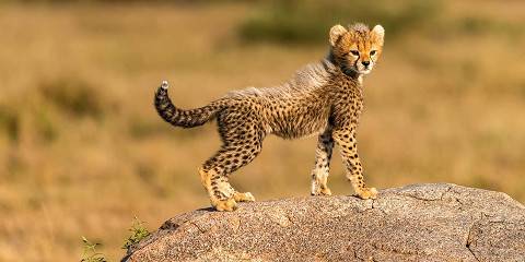 6-Day Into the Wilderness of Giant Safari