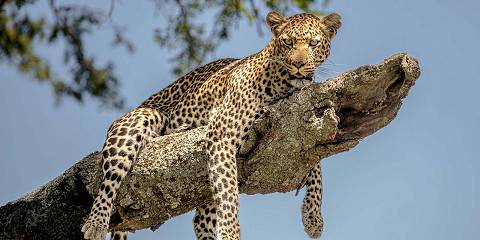 3-Day Crater to Canopy Luxury Safari Experience