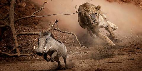 5-Day Epic Safari -Tarangire Serengeti Crater& Waterfall