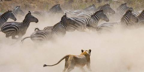 3-Day Best Safari Serengeti & Ngorongoro Crater