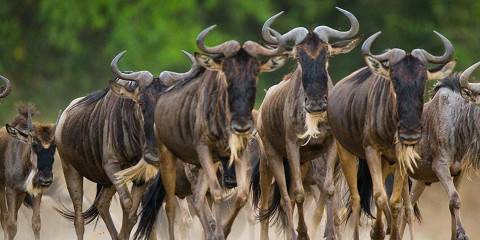 Serengeti Fly in Safari Adventure