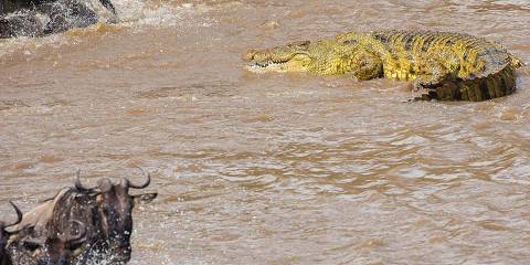6-Day Serengeti Migration Honeymoon Safari