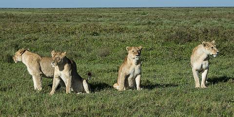 4-Day From Zanzibar-Ndutu Migration Safari (Dec-March)