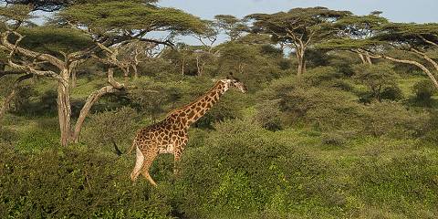 9-Day Tanzania Family & Children Safari