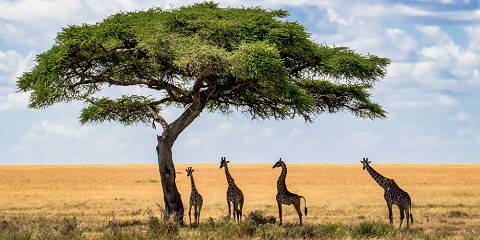6-Day Midrange Group Tour with Two Nights in Serengeti
