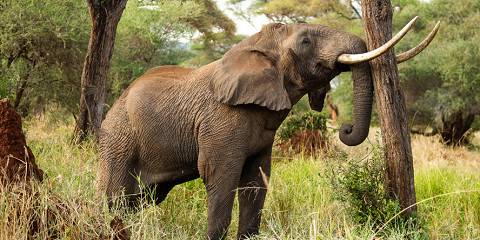 4-Day Midrange Safari & Walking Tour in Lake Manyara